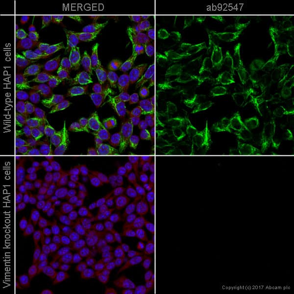 Fibroblast Marker (Vimentin, alpha smooth muscle Actin, Hsp47, S100A4) Antibody Panel - Human, Mouse(AB254015)