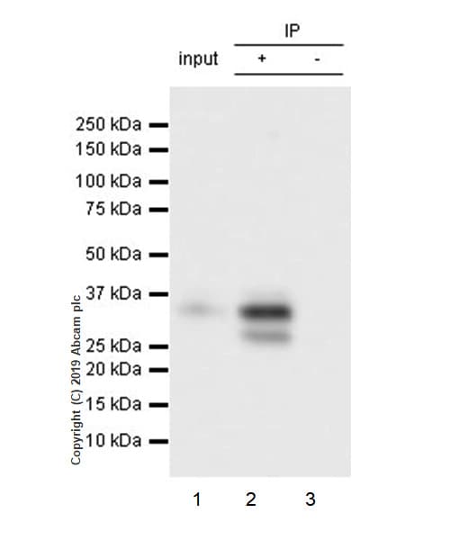 Hoxb4 Antibody Ep1919y Ab76093  Immunoprecipitation Img4512