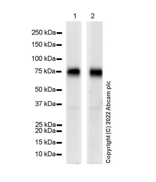 Anti-CD98 antibody [EPR27111-83] - BSA and Azide free(AB303511)