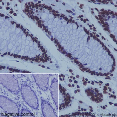 Anti-Histone H4 antibody [EPR16599] - BSA and Azide free(AB232371)