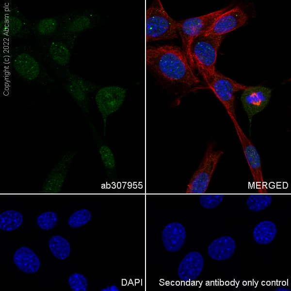 Anti-GWL antibody [EPR26356-80](AB307955)