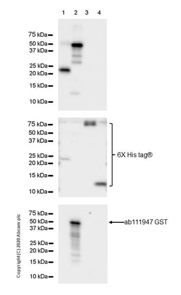 Ccl3 Mip 1 Alpha Ccl3l1 Antibody Epr23751 54 Ab259372  Western Blot Img11639
