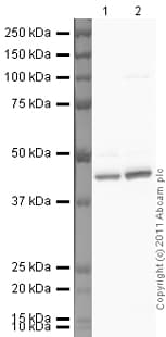 Anti-Actin antibody - Loading Control(AB1801)