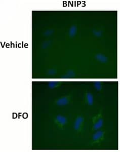 Human Hif1a + BNIP3 Hypoxia In Cell ELISA Kit (IR)(AB129733)