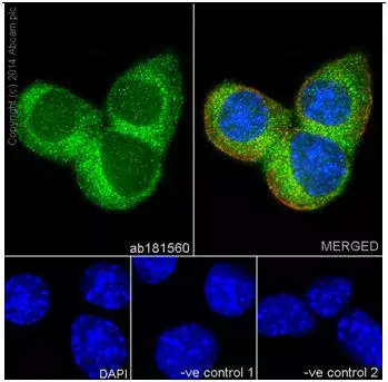 Anti-Pan Trk antibody [EPR17341](AB181560)