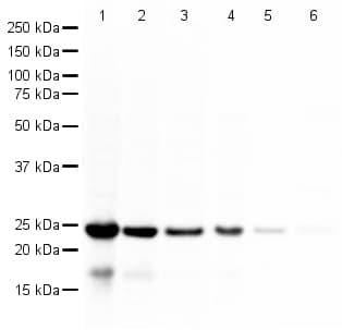 Park7 Dj1 Antibody Ab18257  Western Blot Img87000
