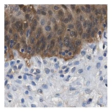 Anti-GST3 / GST pi antibody(AB259373)