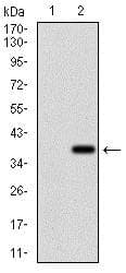 Rex1 Antibody 5e11e7 Ab175431  Western Blot Img140179