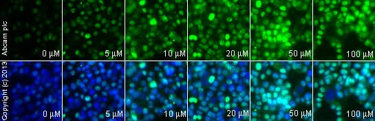 Anti-gamma H2A.X (phospho S139) antibody(AB2893)