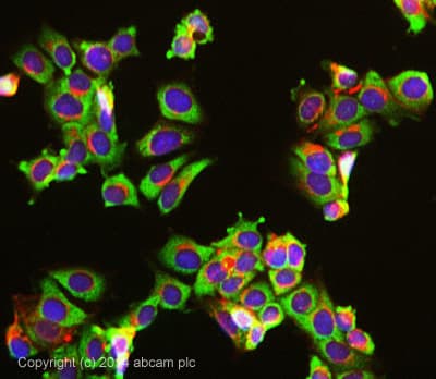 Usp10 Antibody Epr4261 Bsa And Azide Free Ab239953  Immunocytochemistry Immunofluorescence Img111794