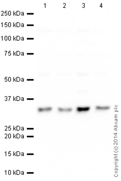 HeLa whole cell lysate(AB150035)