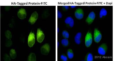 Anti-HA tag antibody [HA.C5](AB18181)
