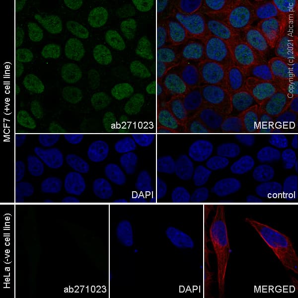 Anti-GRHL2 antibody [EPR24386-76](AB271023)
