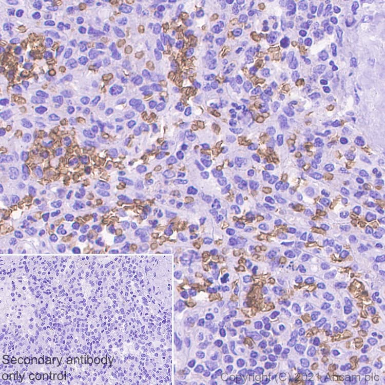 Glycophorin C Gpc Antibody Epr4116 Bsa And Azide Free Ab247712  Immunohistochemistry Formalin Pfa Fixed Paraffin Embedded Sections Img168757