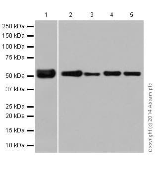 Anti-alpha Tubulin antibody [EP1332Y] - Microtubule Marker(AB52866)