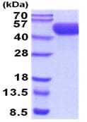 Ab241468  Sds Page Img34382