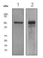 Anti-HNF-4-alpha antibody [EPR3649](AB133343)