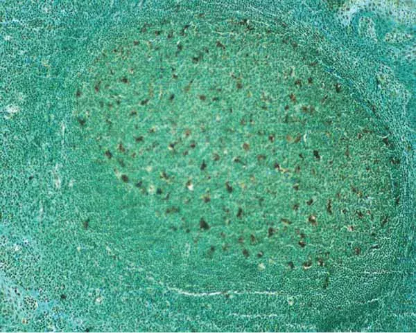 TUNEL Assay Kit - HRP-DAB(AB206386)