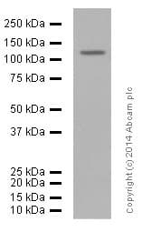 Anti-CD146 antibody [EPR3208](ab75769)