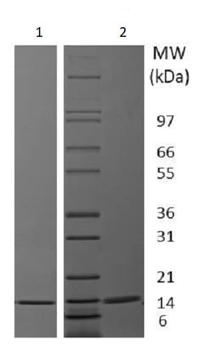 Recombinant pig IL-2 protein (Active)(AB238292)