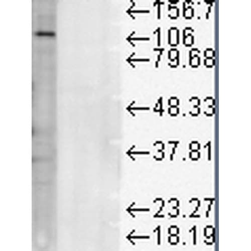 Anti-LAMP1 antibody [LY1C6](AB13523)