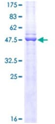 Recombinant Human CD3 epsilon protein(AB114153)