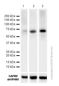 Anti-NF-kB p65 antibody(AB16502)