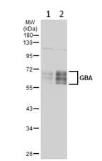Anti-GBA antibody(AB96256)