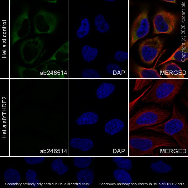 Anti-YTHDF2 antibody [EPR23544-19] - BSA and Azide free(AB275037)