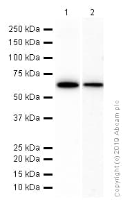 Monoamine Oxidase A Mao A Antibody Epr7101 Ab126751  Western Blot Img87313