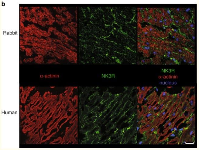 Atto 488 Conjugation Kit (Fast) - Lightning-Link®(AB269896)
