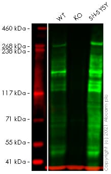 Anti-ARID1A antibody [EPR13501](AB182560)