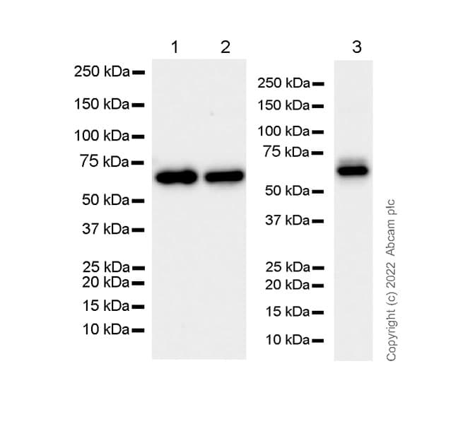 Anti-CKAP4 antibody [EPR25713-62] (BSA and Azide free)(AB302540)