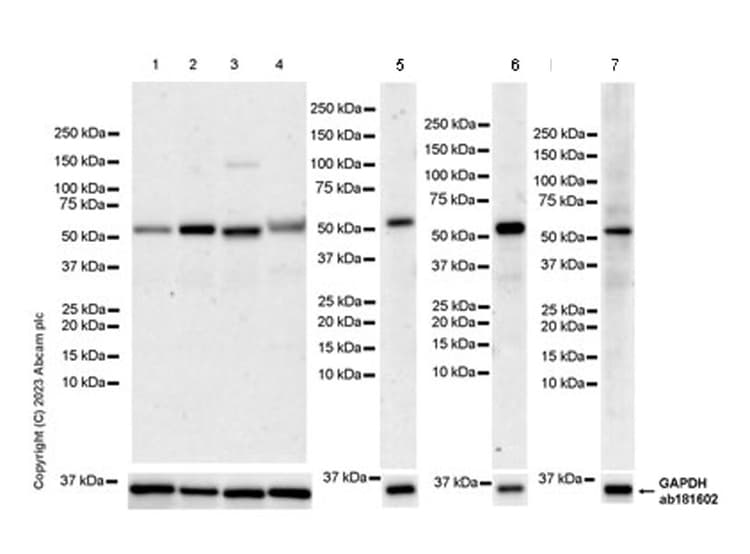Anti-USP30 antibody [EPR27024-81](AB314749)