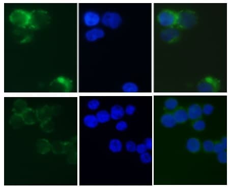 Lysosomal Intracellular Activity Assay Kit(ab234622)