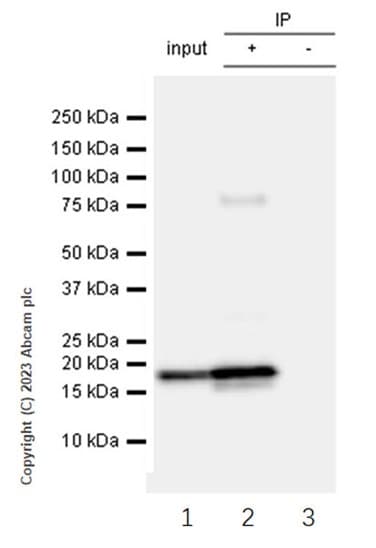 Anti-beta Synuclein antibody [EP1537Y] - BSA and Azide free(AB221908)