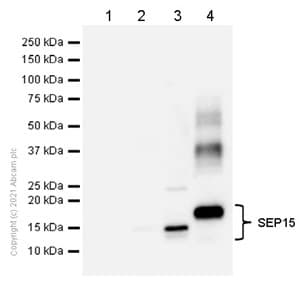 Sep15 Antibody Ncir128a Bsa And Azide Free Ab232465  Western Blot Img168215