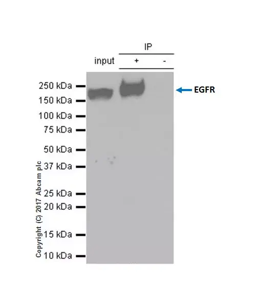 Anti-CCR7 antibody [4B12](ab52602)