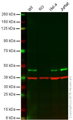 Anti-ATG4B antibody [EPR16572] - BSA and Azide free(AB251285)