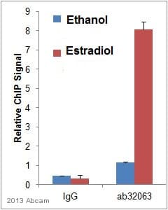 Anti-Estrogen Receptor alpha antibody [E115] - ChIP Grade(ab32063)