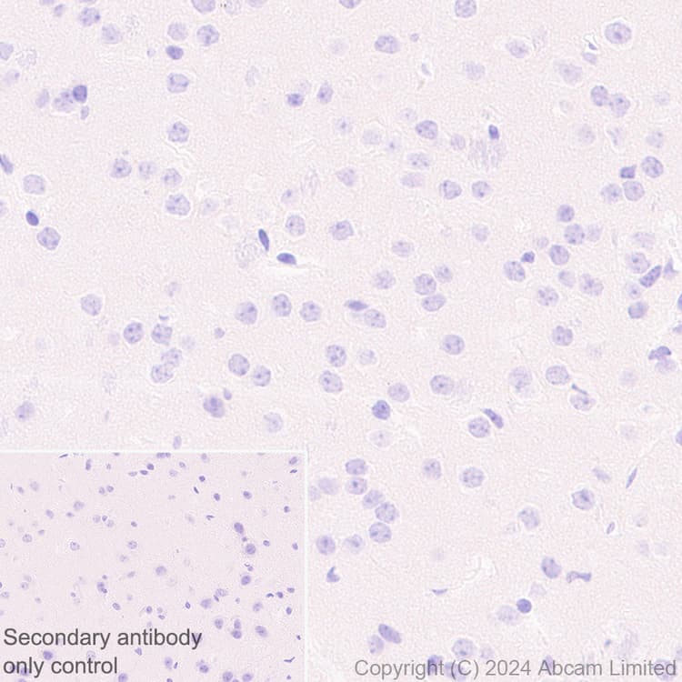 Anti-groEL antibody [EPR28718-8] - BSA and Azide free(AB318971)