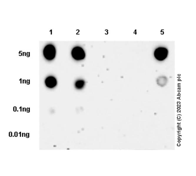 Anti-53BP1 (phospho S25) antibody [EPR27057-33](AB315015)