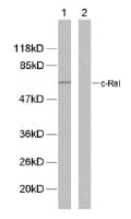 Anti-c-Rel (phospho S503) antibody(ab30624)