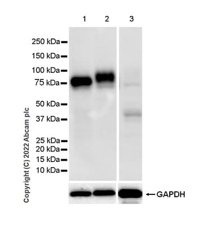 Anti-CD98 antibody [EPR27111-83] - BSA and Azide free(AB303511)