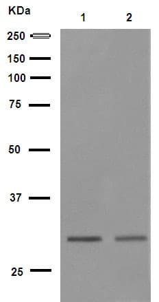 Anti-Cdk2 antibody [E304](AB32147)