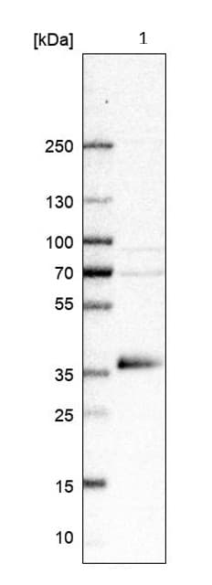 Anti-GDF15 antibody(AB211364)