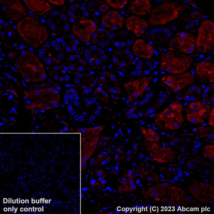 Alexa Fluor® 647 Anti-Glutathione Peroxidase 4 antibody [EPNCIR144](AB314334)