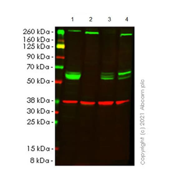 Anti-PARP2 antibody [EPR24240-29](AB271080)