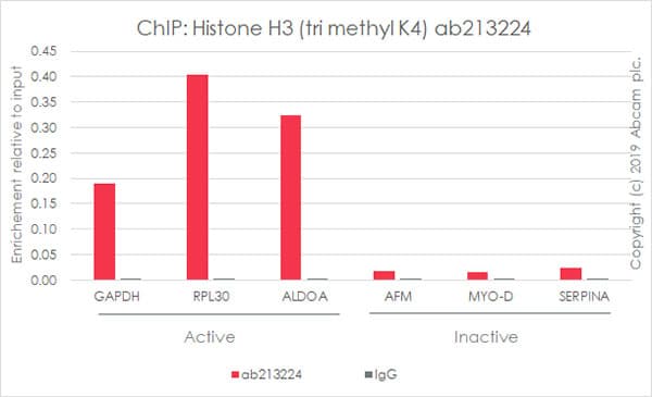 Anti-Histone H3 (tri methyl K4) antibody [EPR20551-225] - ChIP Grade(AB213224)