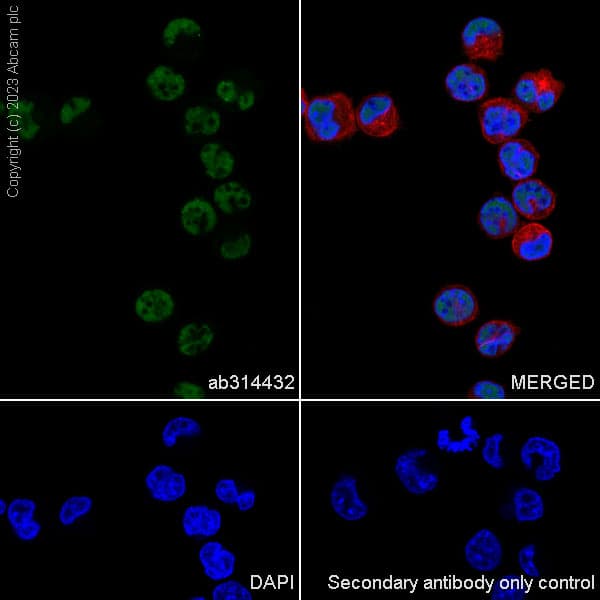 Anti-pan Brd4 antibody [EPR25424-71](AB314432)